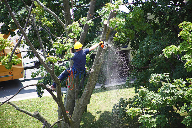 Best Hedge Trimming  in Fairplay, GA